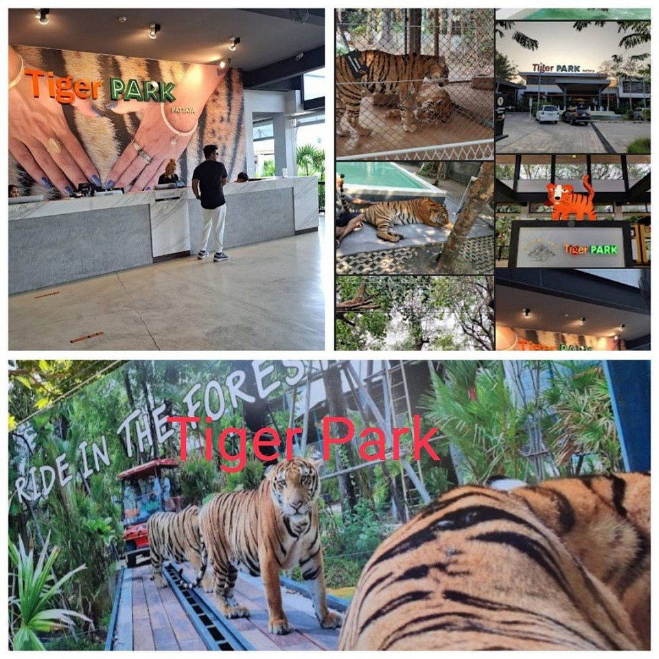 Tiger park in pattaya