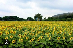 Manisorn Sunflower Garden