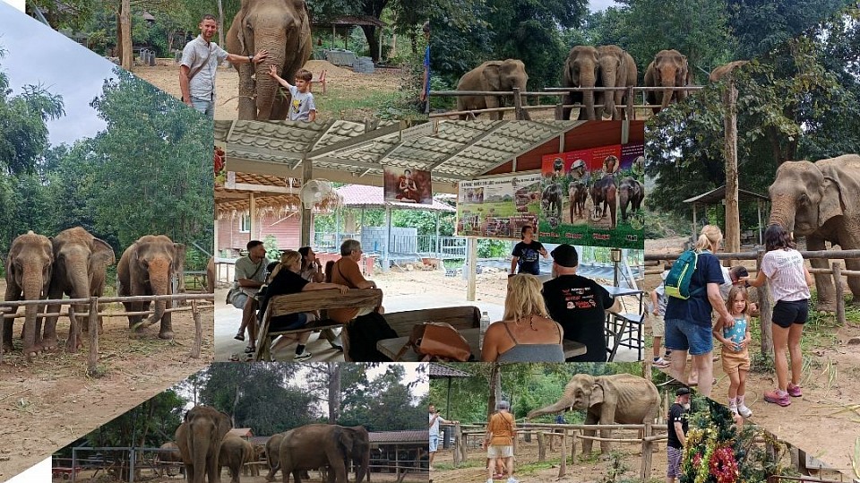 Tourist attractions at the elephant camp sai yok kanchanaburi