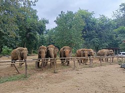 elephant camp sai yok kanchanaburi