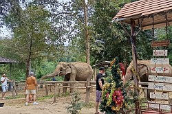 Feeding elephants at Sai Yok Elephant Camp